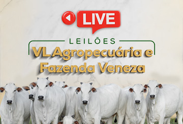 LIVE -  LEILÃO VL AGROPECUÁRIA E FAZENDA VENEZA - FÊMEAS PREMIUM